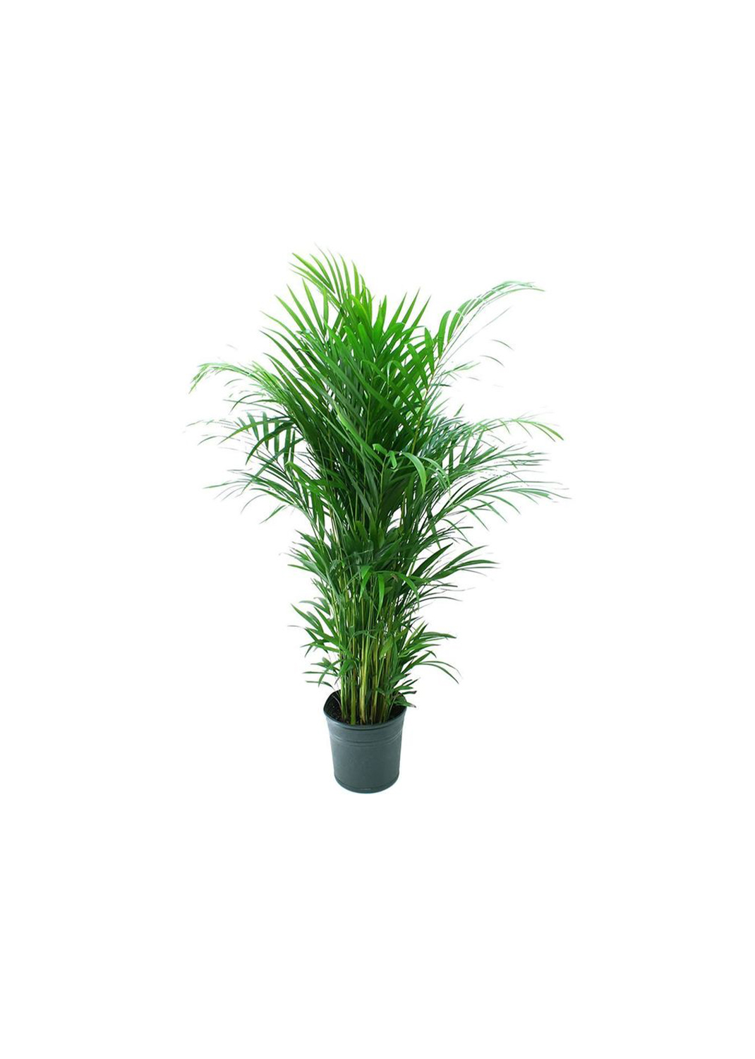 Areca Palm, Chrysalidocarpus lutescens (Indoor) size 2.3m /2,5m